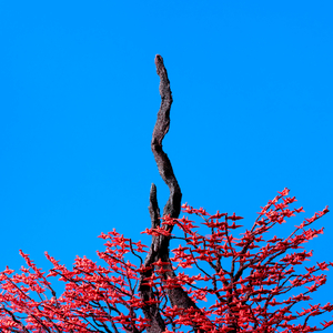 香蕉视频久久久
