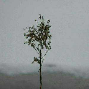 香蕉视频久久久
